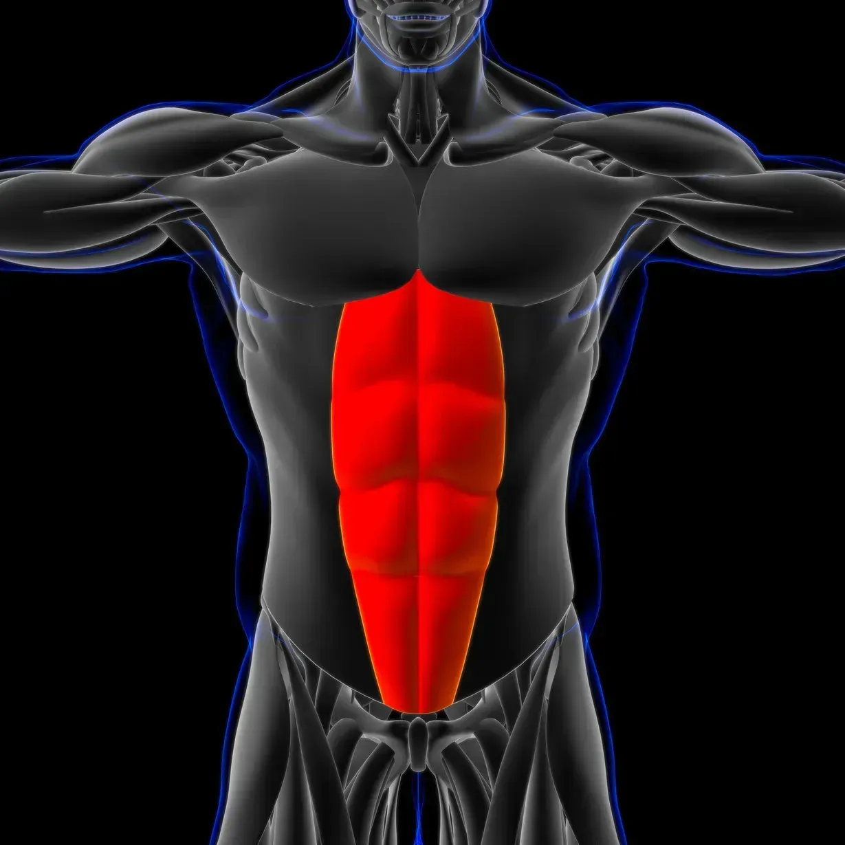 rectus abdominis
